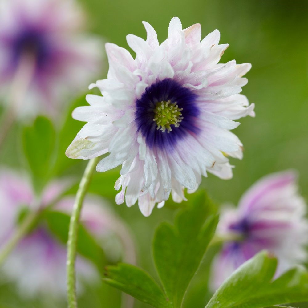 <i>Anemone nemorosa</i> 'Blue Eyes'