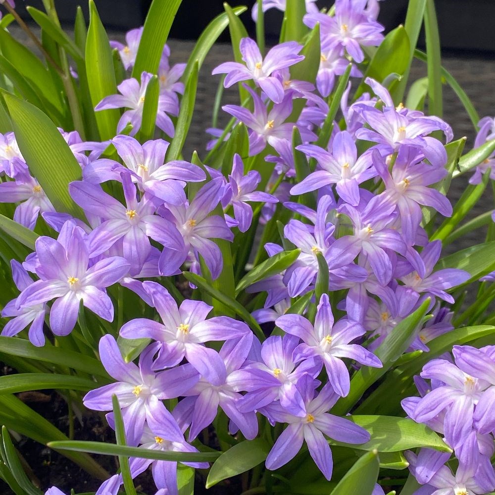 <i>Scilla forbesii</i> 'Violet Beauty'