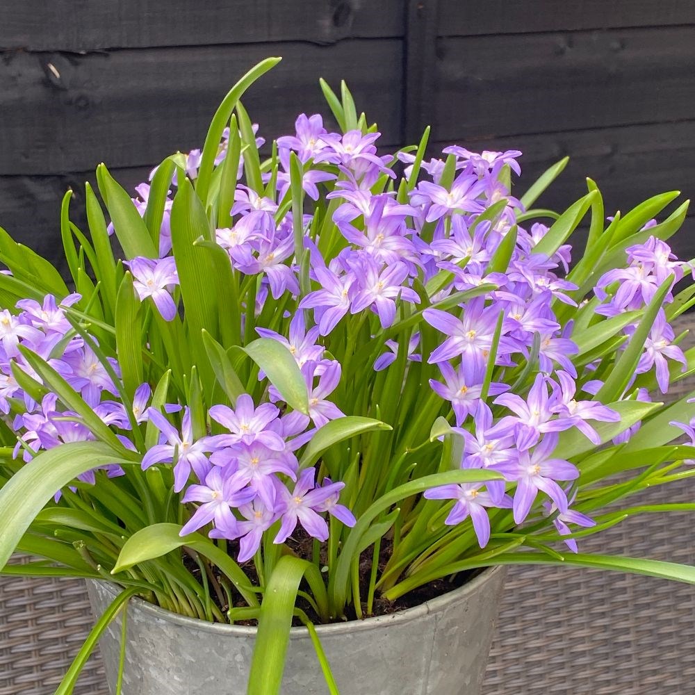 <i>Scilla forbesii</i> 'Violet Beauty'