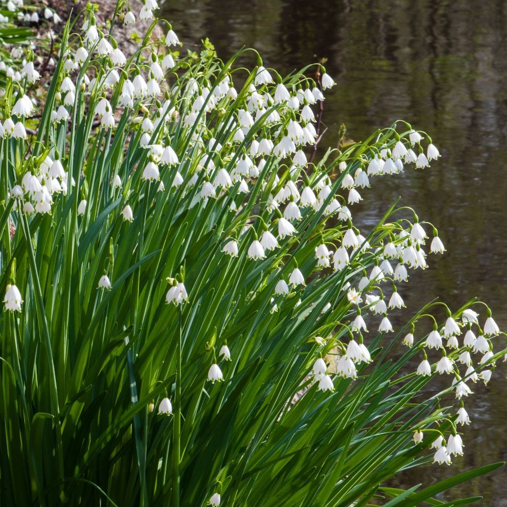 <i>Leucojum aestivum</i> 
