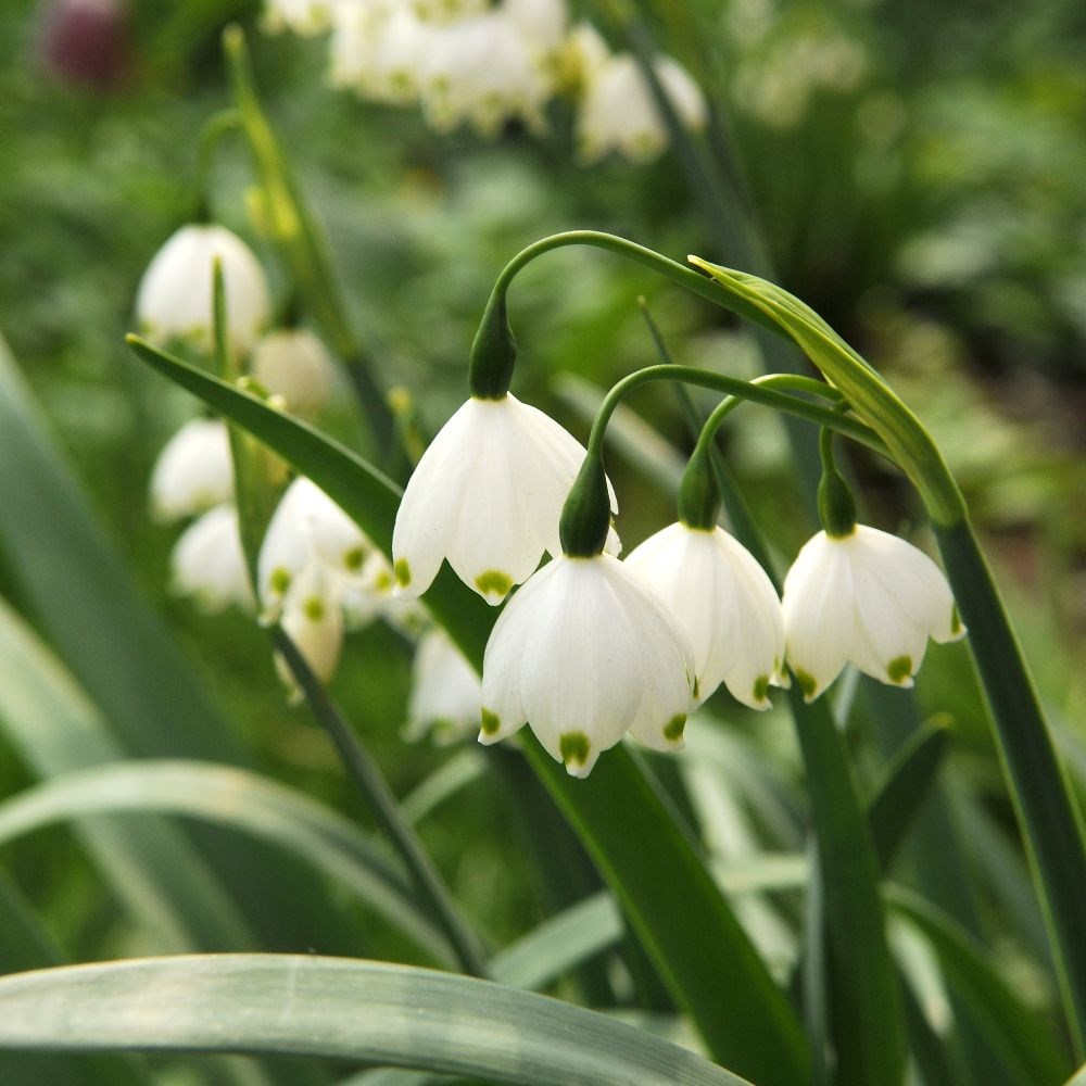 <i>Leucojum aestivum</i> 