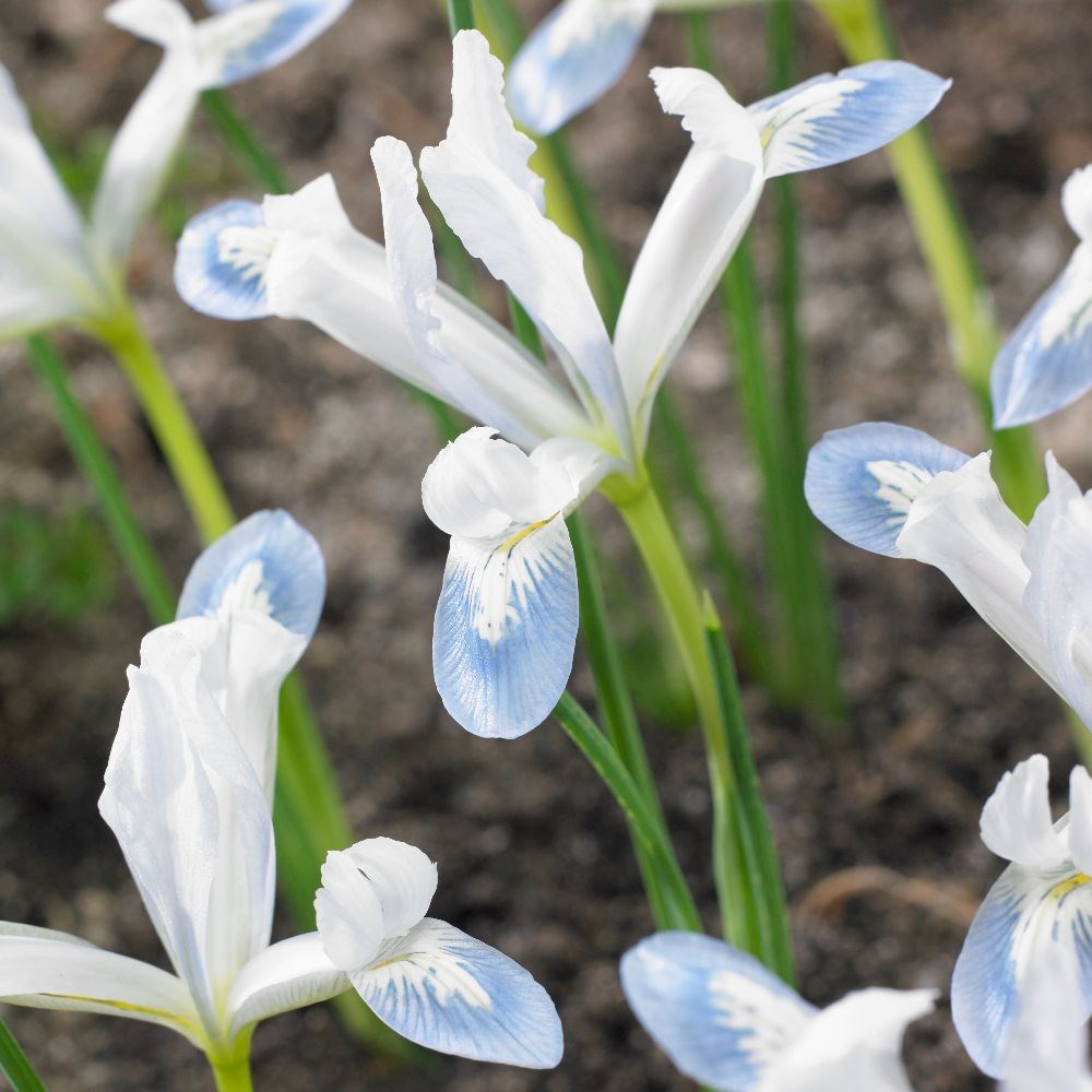 <i>Iris</i> 'Frozen Planet'