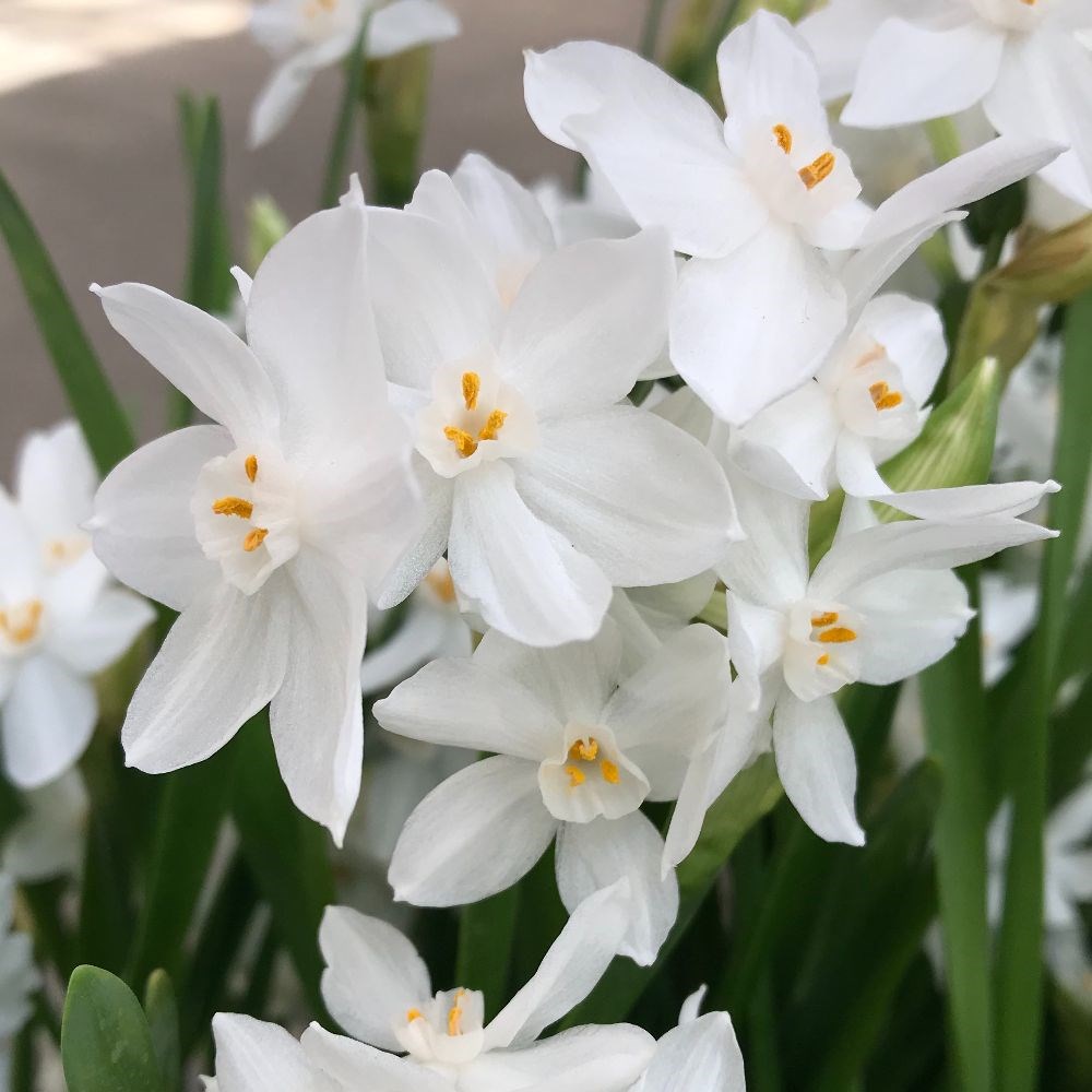 <i>Narcissus</i> 'Galilee'