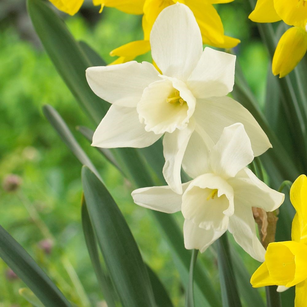 <i>Narcissus</i> 'Starlight Sensation'