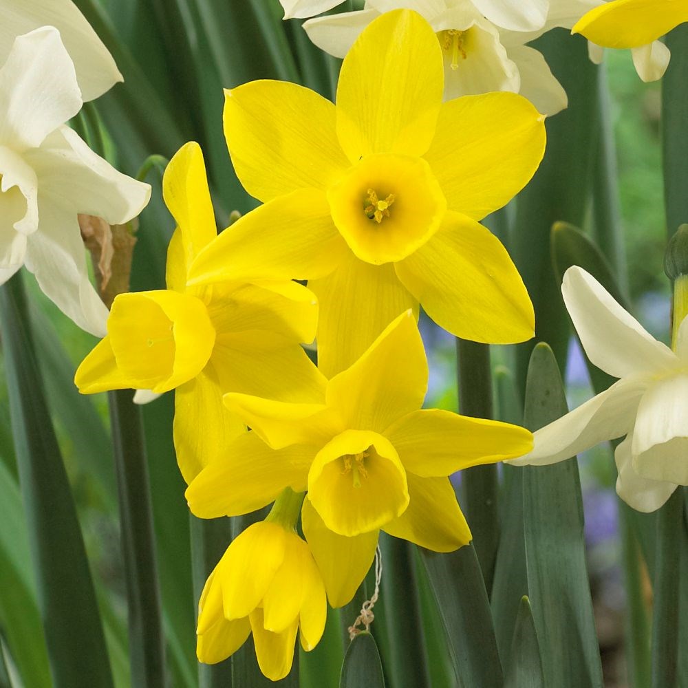 <i>Narcissus</i> 'Sunlight Sensation'