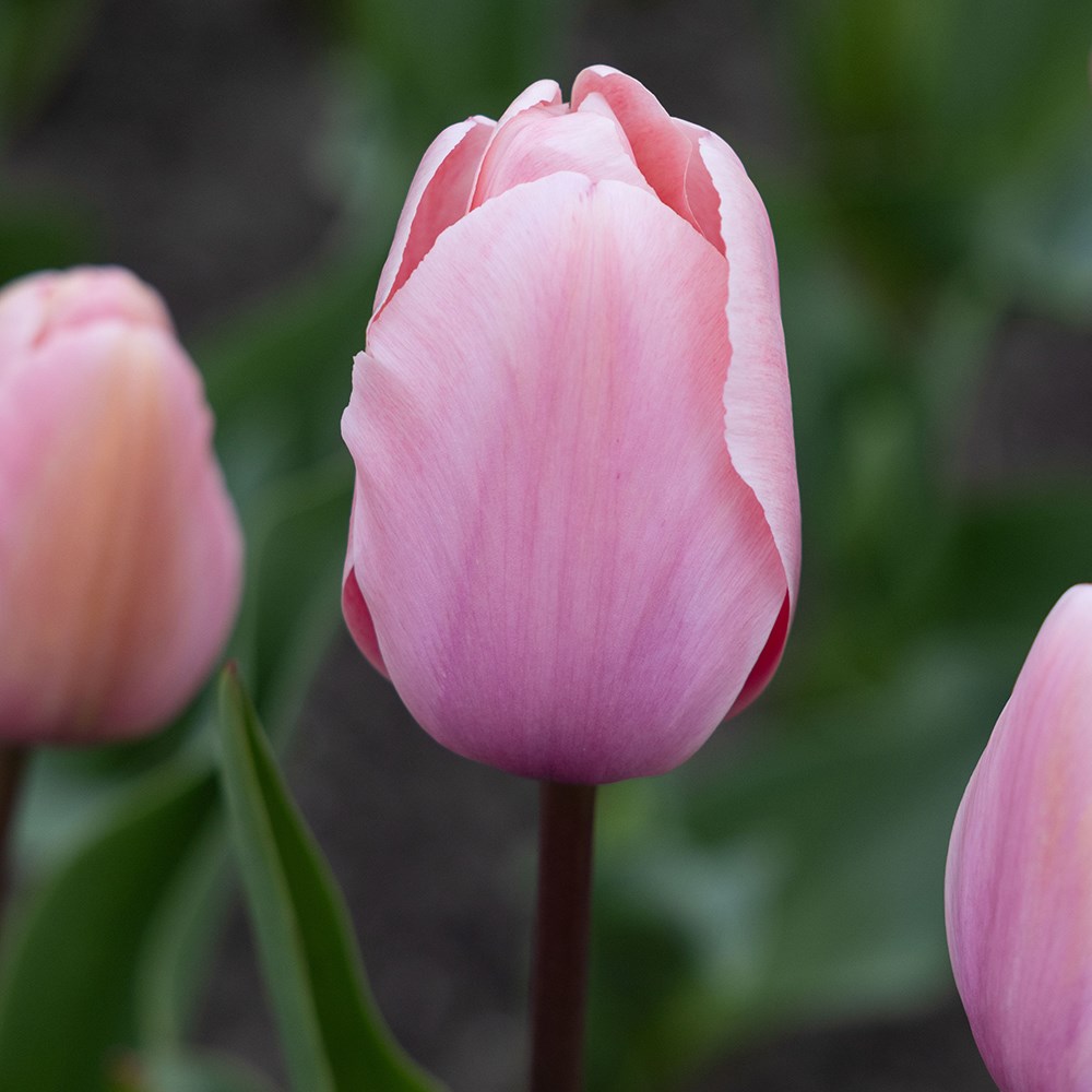 <i>Tulipa</i> 'Salmon Impression'