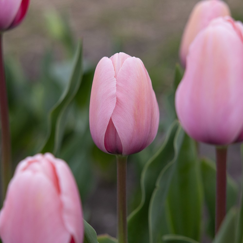 <i>Tulipa</i> 'Salmon Impression'