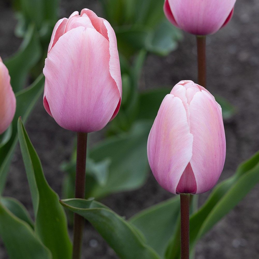 <i>Tulipa</i> 'Salmon Impression'