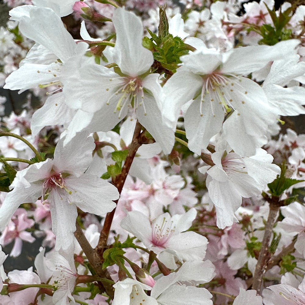 <i>Prunus nipponica</i> var. <i>kurilensis</i> 'Brillant'