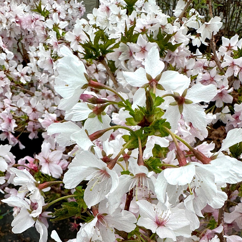 <i>Prunus nipponica</i> var. <i>kurilensis</i> 'Brillant'