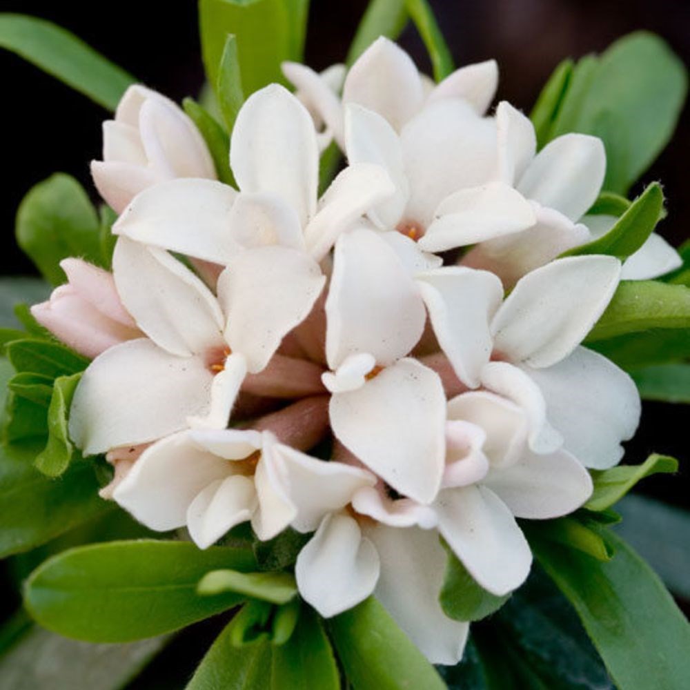 <i>Daphne</i> × <i>transatlantica</i> <b class=small-caps>Eternal Fragrance</b> ('Blafra') (PBR)