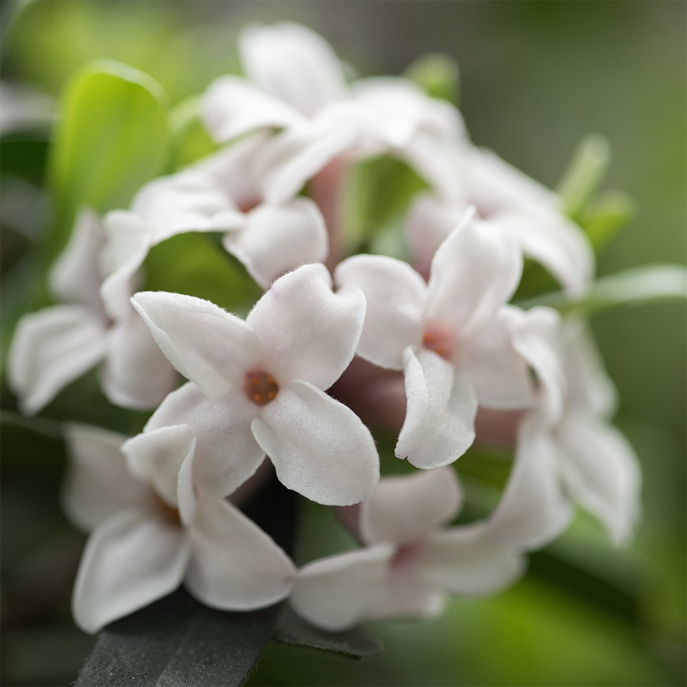 <i>Daphne</i> × <i>transatlantica</i> <b class=small-caps>Eternal Fragrance</b> ('Blafra') (PBR)