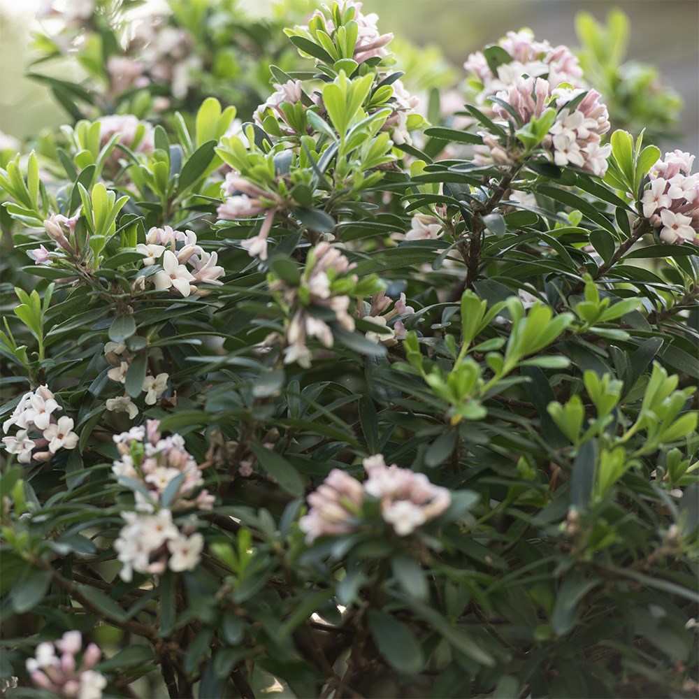 <i>Daphne</i> × <i>transatlantica</i> <b class=small-caps>Eternal Fragrance</b> ('Blafra') (PBR)