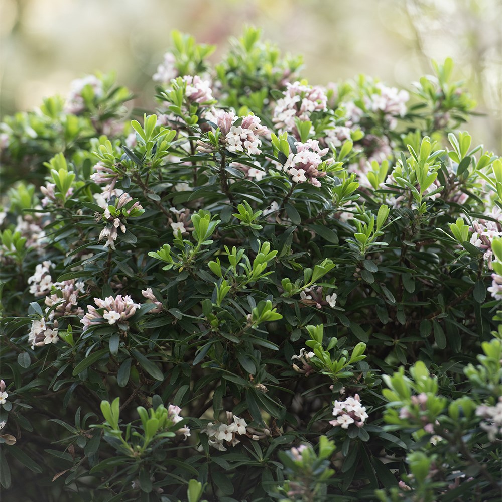 <i>Daphne</i> × <i>transatlantica</i> <b class=small-caps>Eternal Fragrance</b> ('Blafra') (PBR)