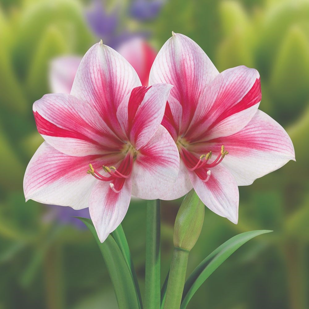 <i>Hippeastrum</i> (Galaxy Group) 'Gervase'