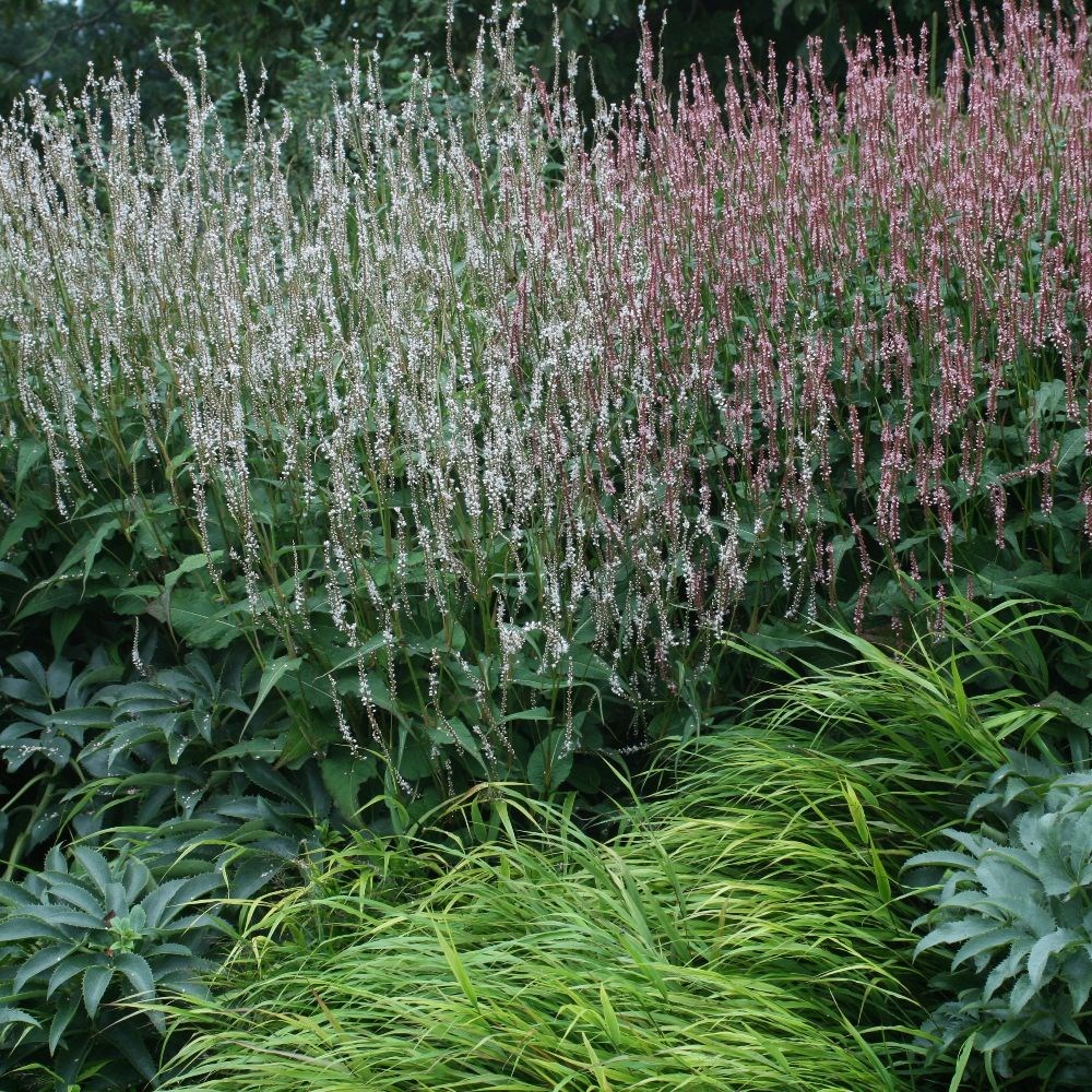 <i>Bistorta amplexicaulis</i> 'Alba'