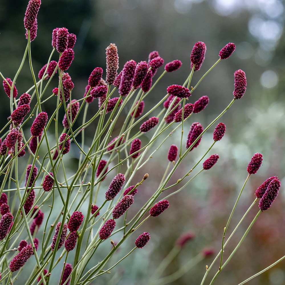 <i>Sanguisorba</i> 'Cangshan Cranberry'