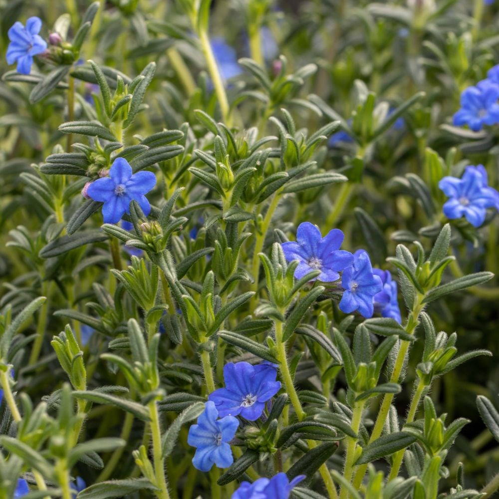 <i>Glandora prostrata</i> 'Heavenly Blue'