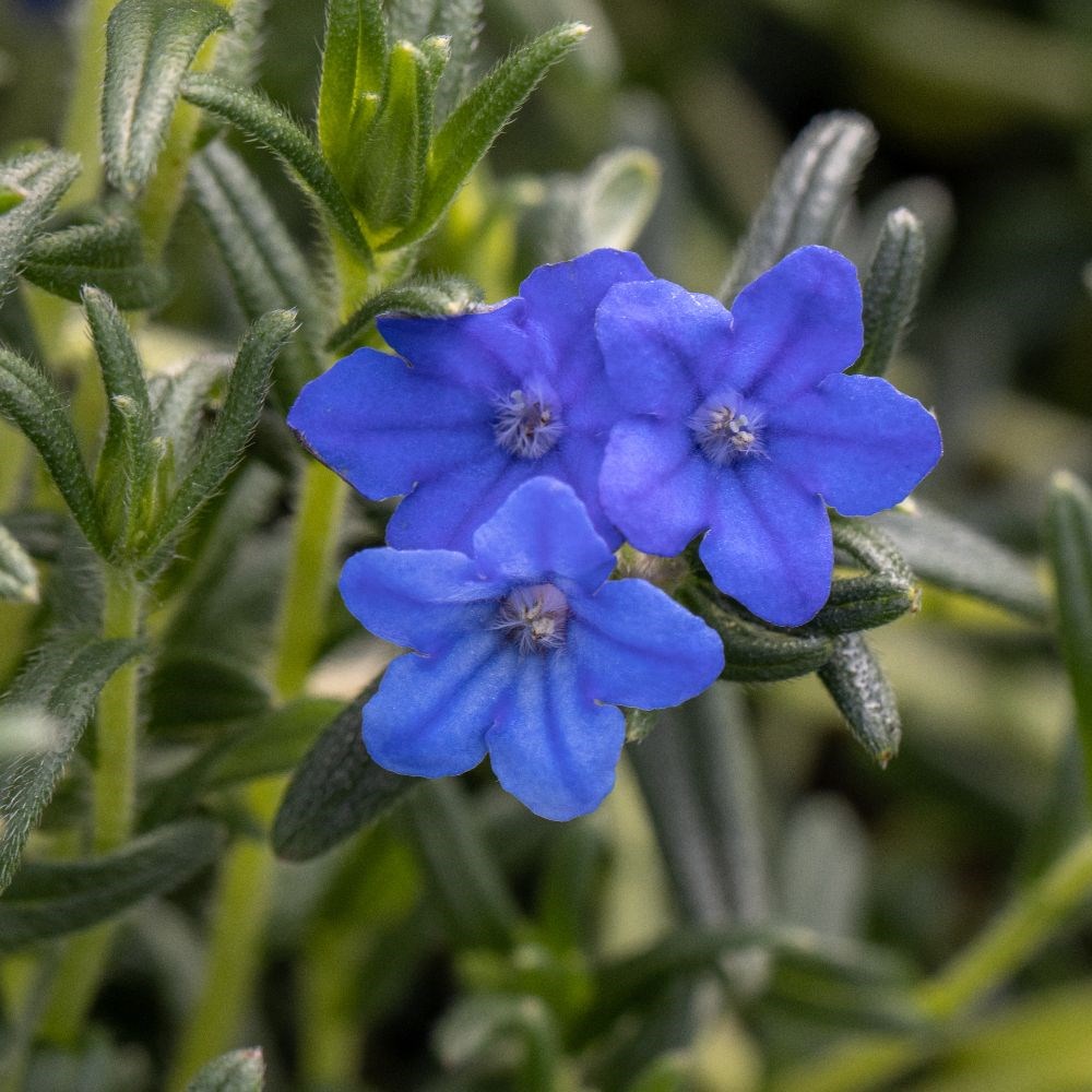 <i>Glandora prostrata</i> 'Heavenly Blue'