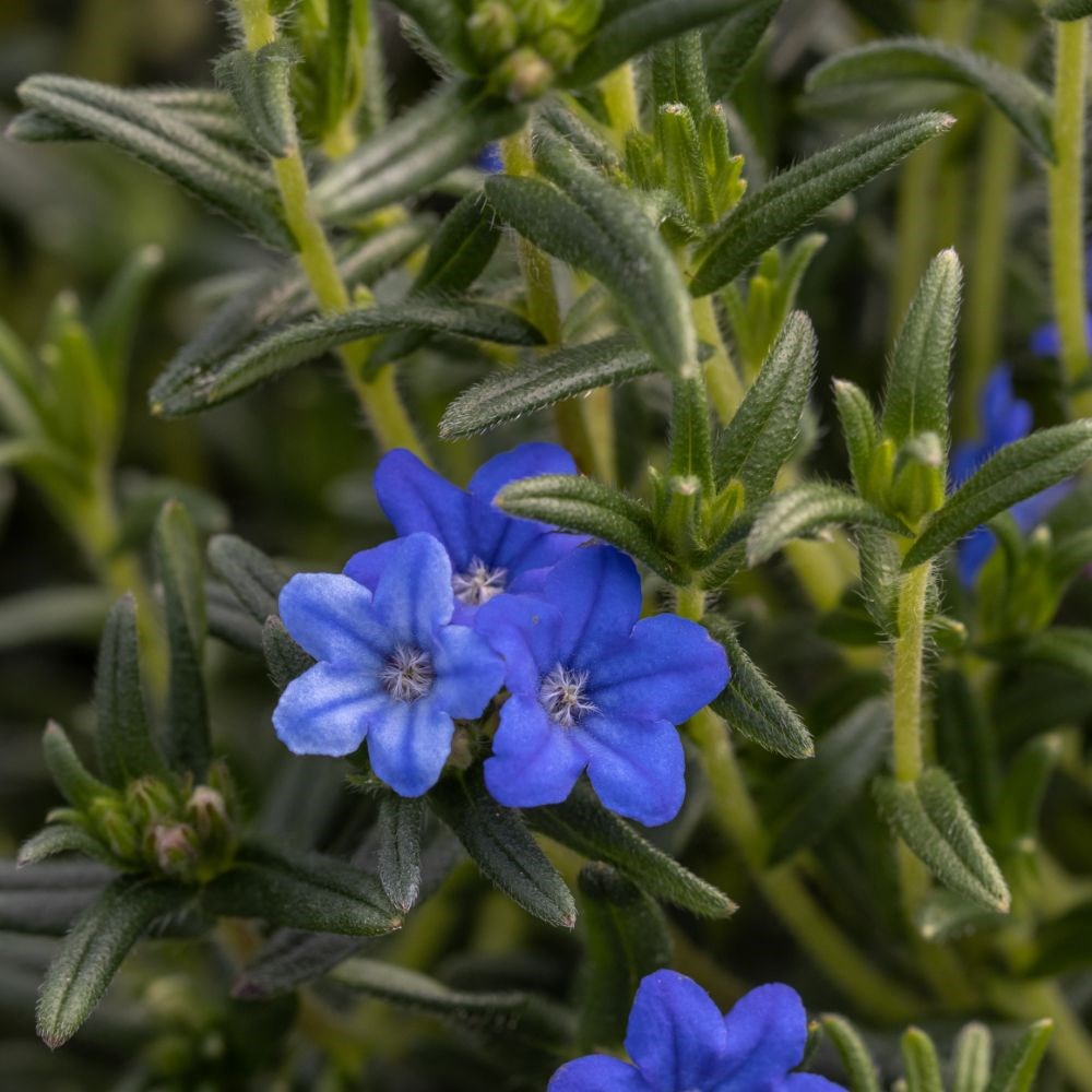 <i>Glandora prostrata</i> 'Heavenly Blue'