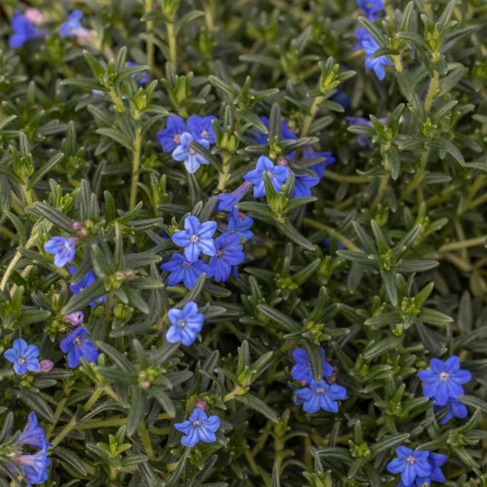 <i>Glandora prostrata</i> 'Heavenly Blue'