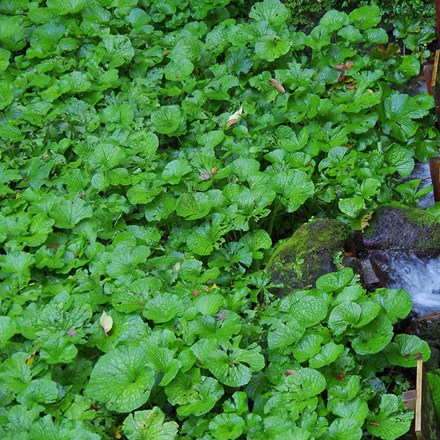 Wasabi japonica