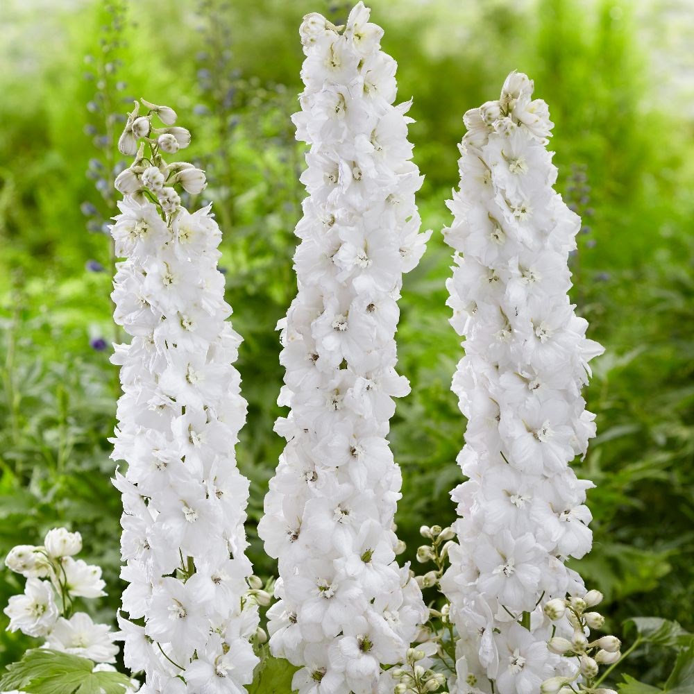 <i>Delphinium</i> 'Moonbeam'