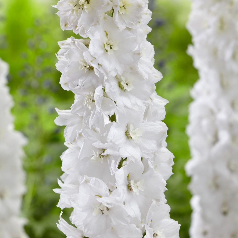 <i>Delphinium</i> 'Moonbeam'