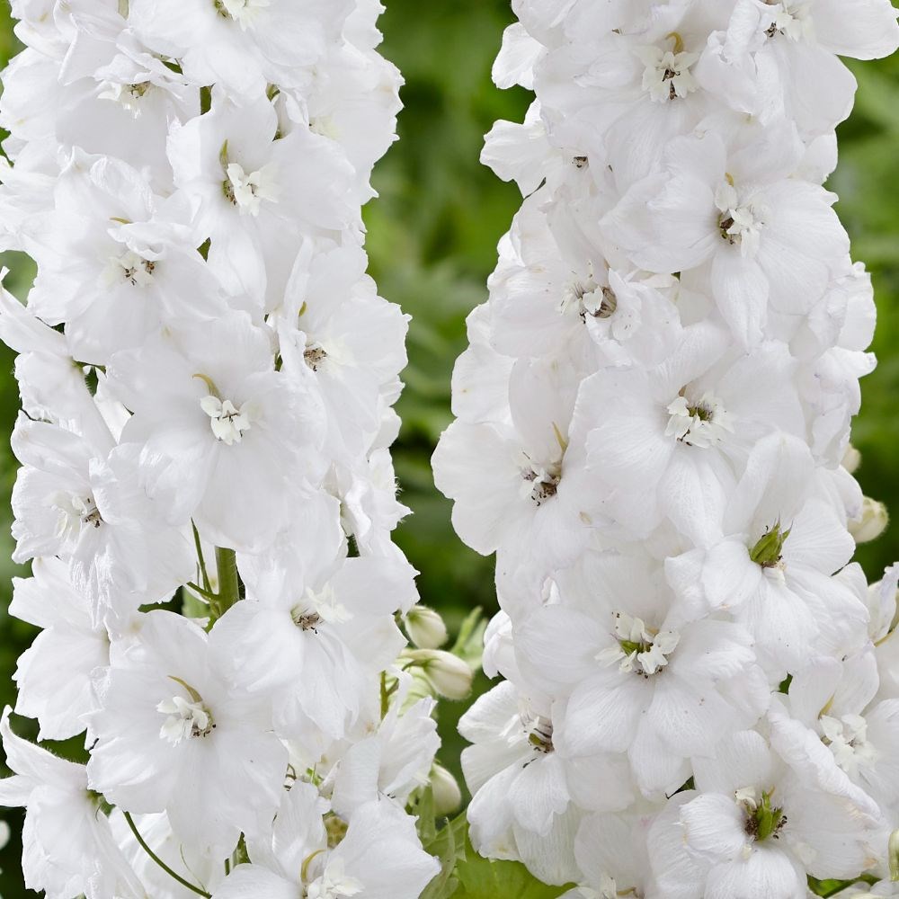 <i>Delphinium</i> 'Moonbeam'