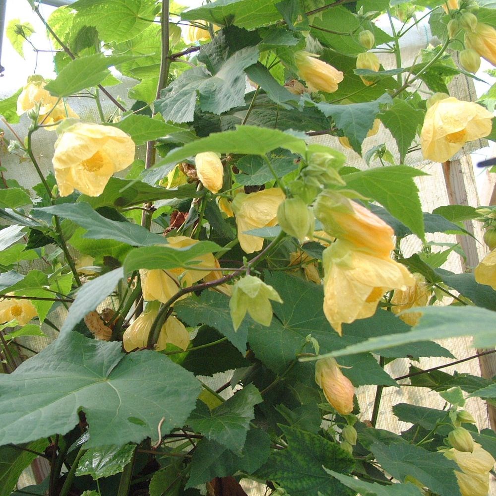<i>Abutilon</i> 'Canary Bird'