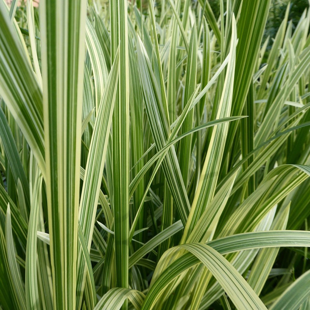 <i>Glyceria maxima</i> var. <i>variegata</i>