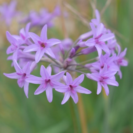 Tulbaghia violacea