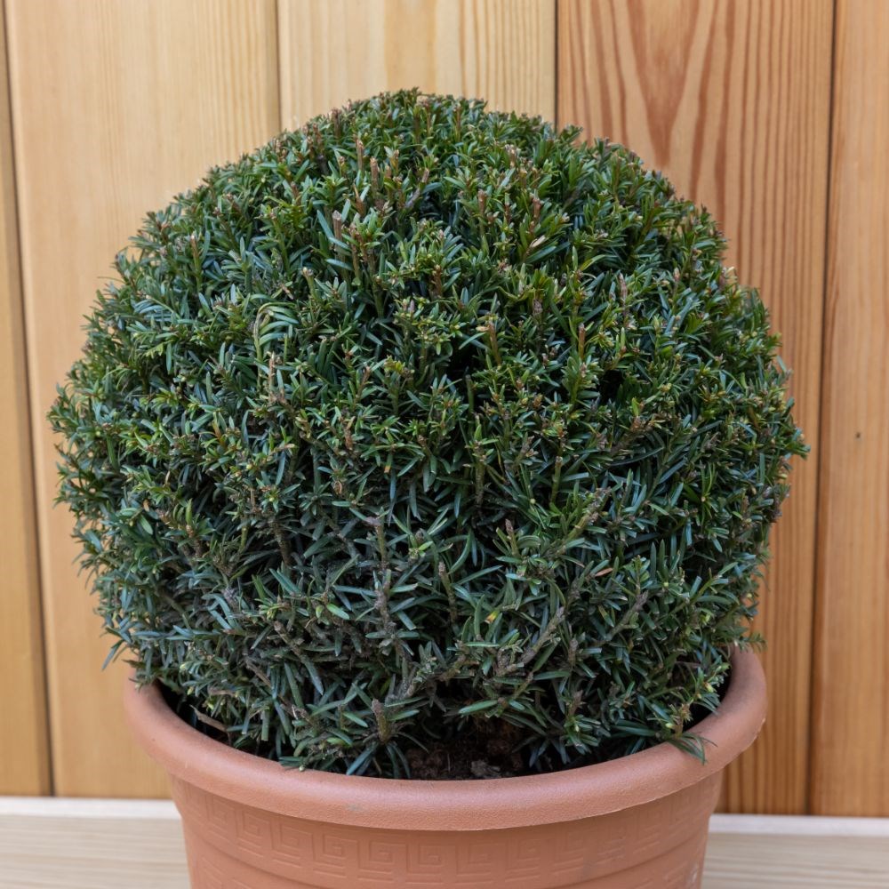 Taxus baccata ball