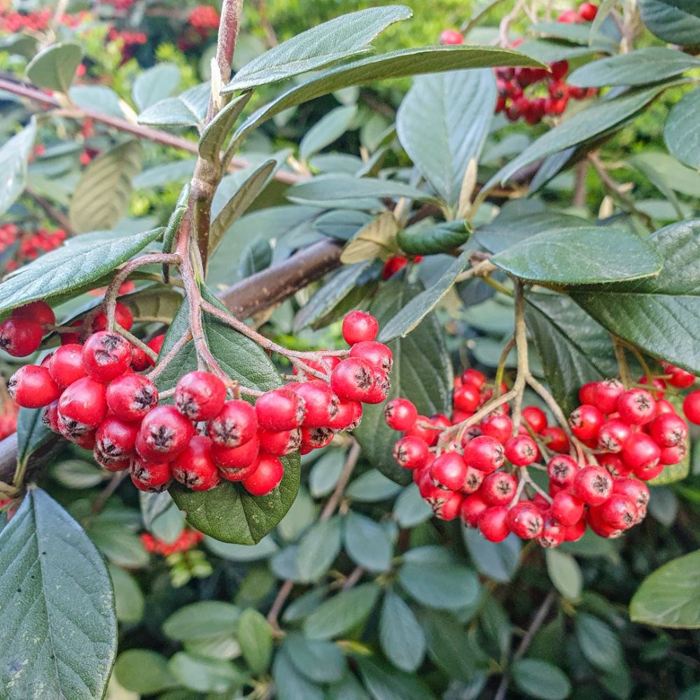 <i>Cotoneaster franchetii</i> 