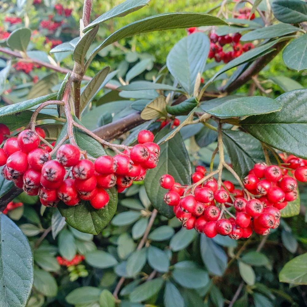 <i>Cotoneaster franchetii</i> 
