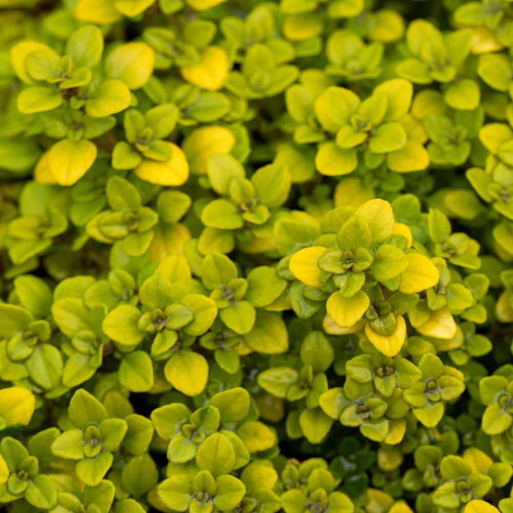 creeping thyme 'Archers Gold'