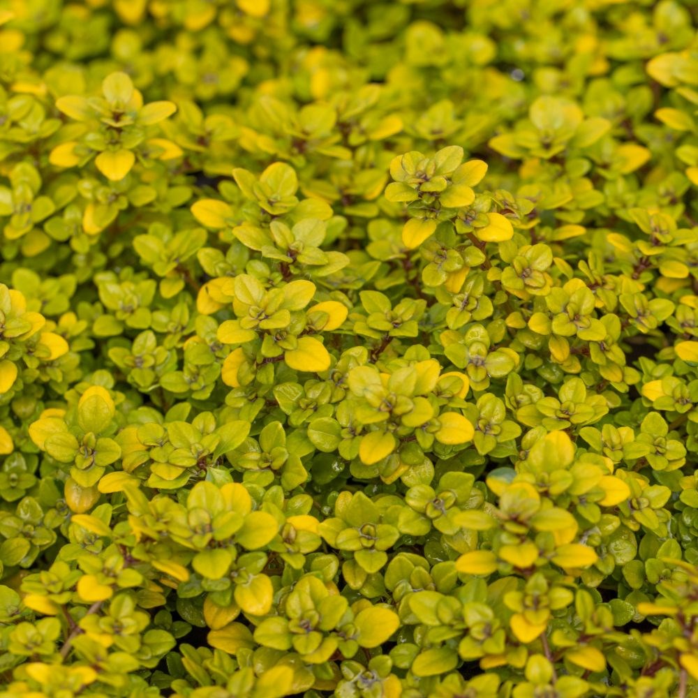 creeping thyme 'Archers Gold'