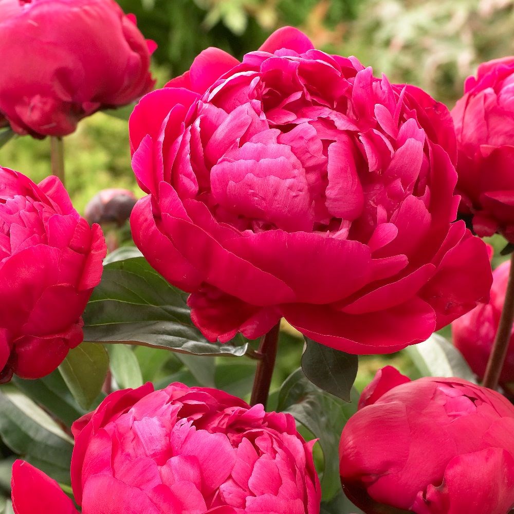 <i>Paeonia lactiflora</i> <b class=small-caps>Red Sarah Bernhardt</b>