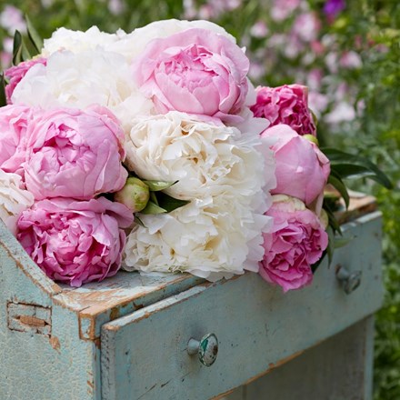 Candyfloss paeonia collection