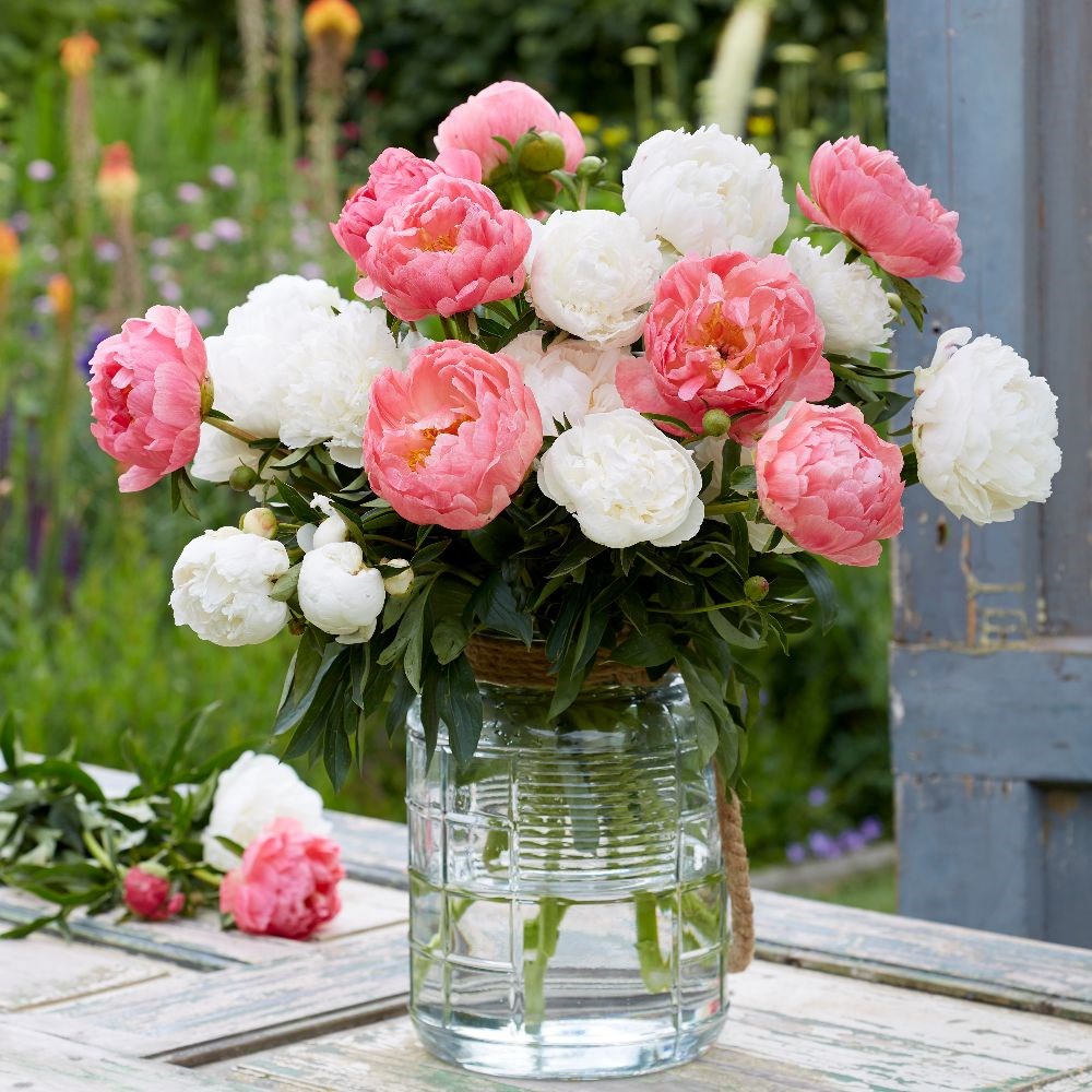 Coral ice paeonia collection