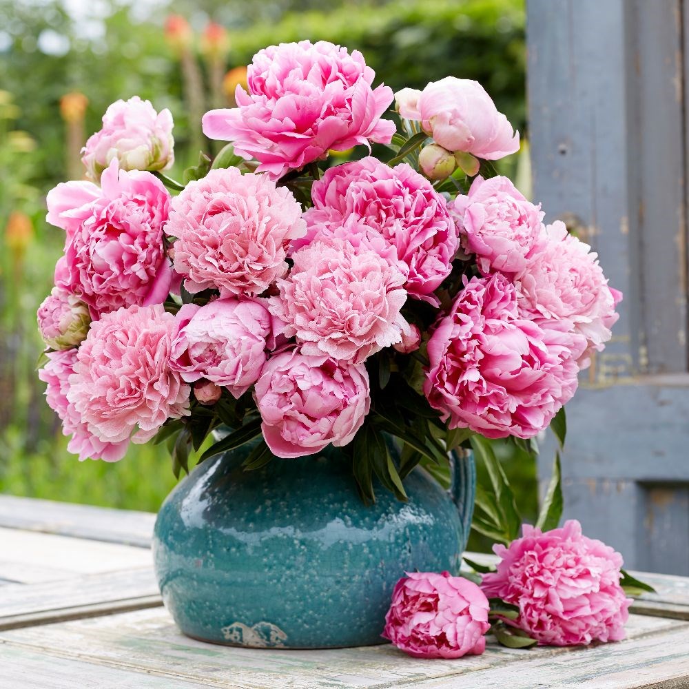Pink pouffe paeonia collection