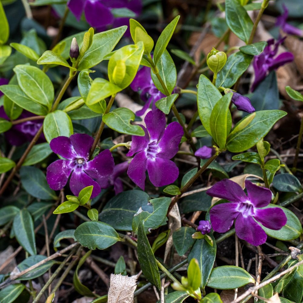 <i>Vinca minor</i> 'Atropurpurea'