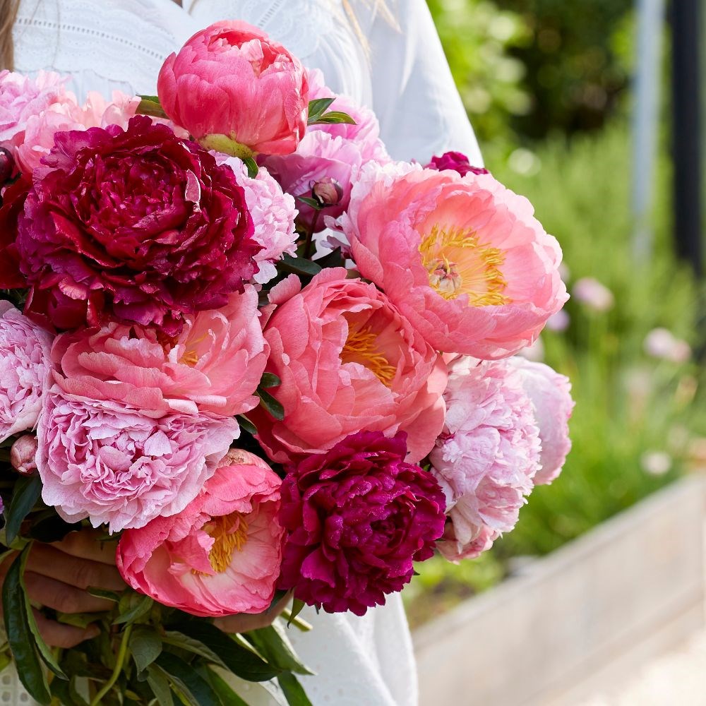 Bouquet paeonia collection