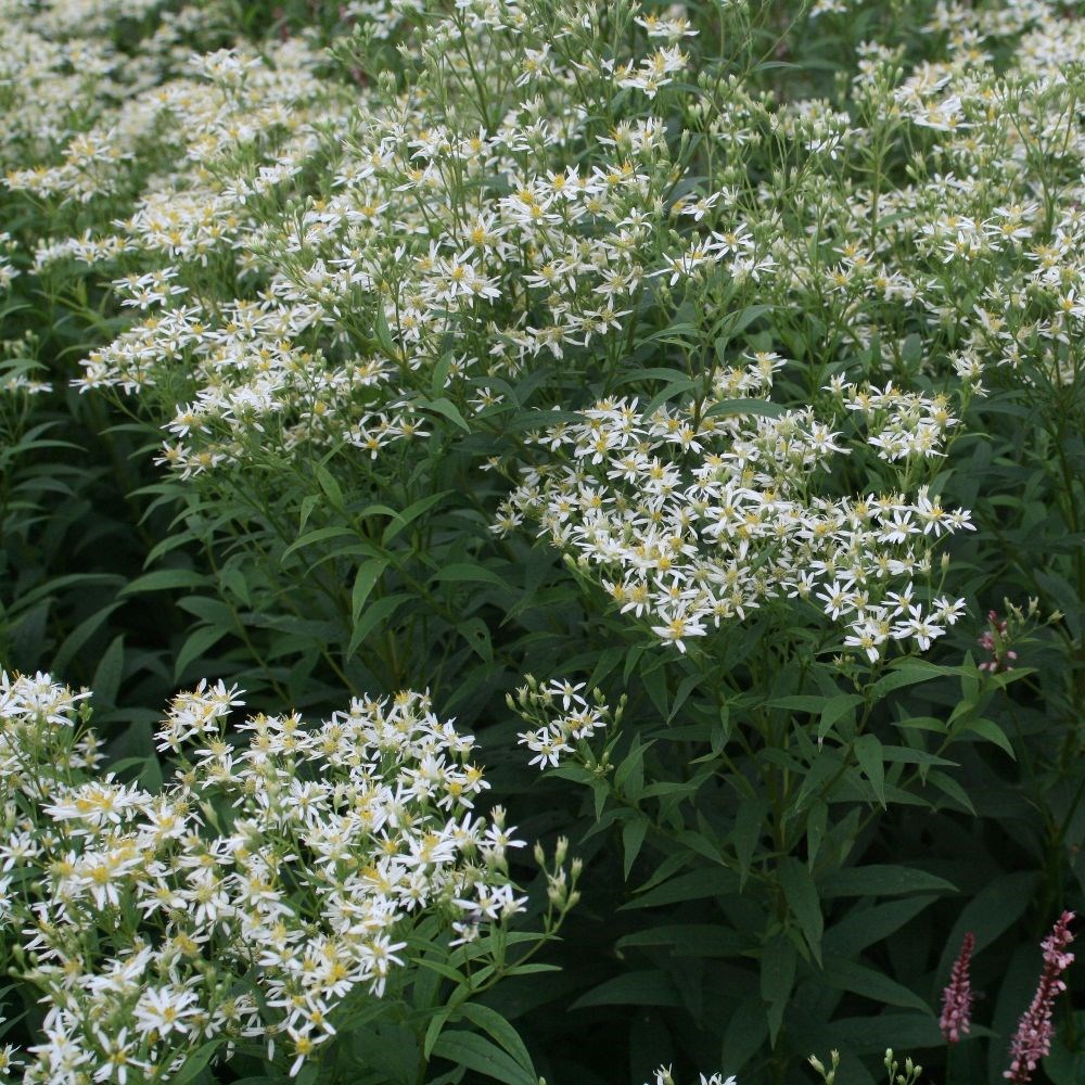 <i>Doellingeria umbellata</i> 
