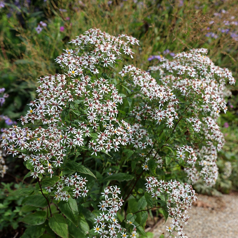 <i>Eurybia divaricata</i> 