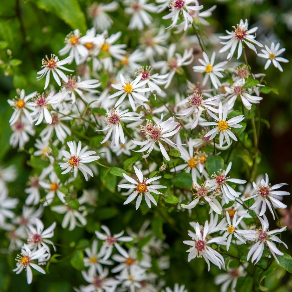 <i>Eurybia divaricata</i> 