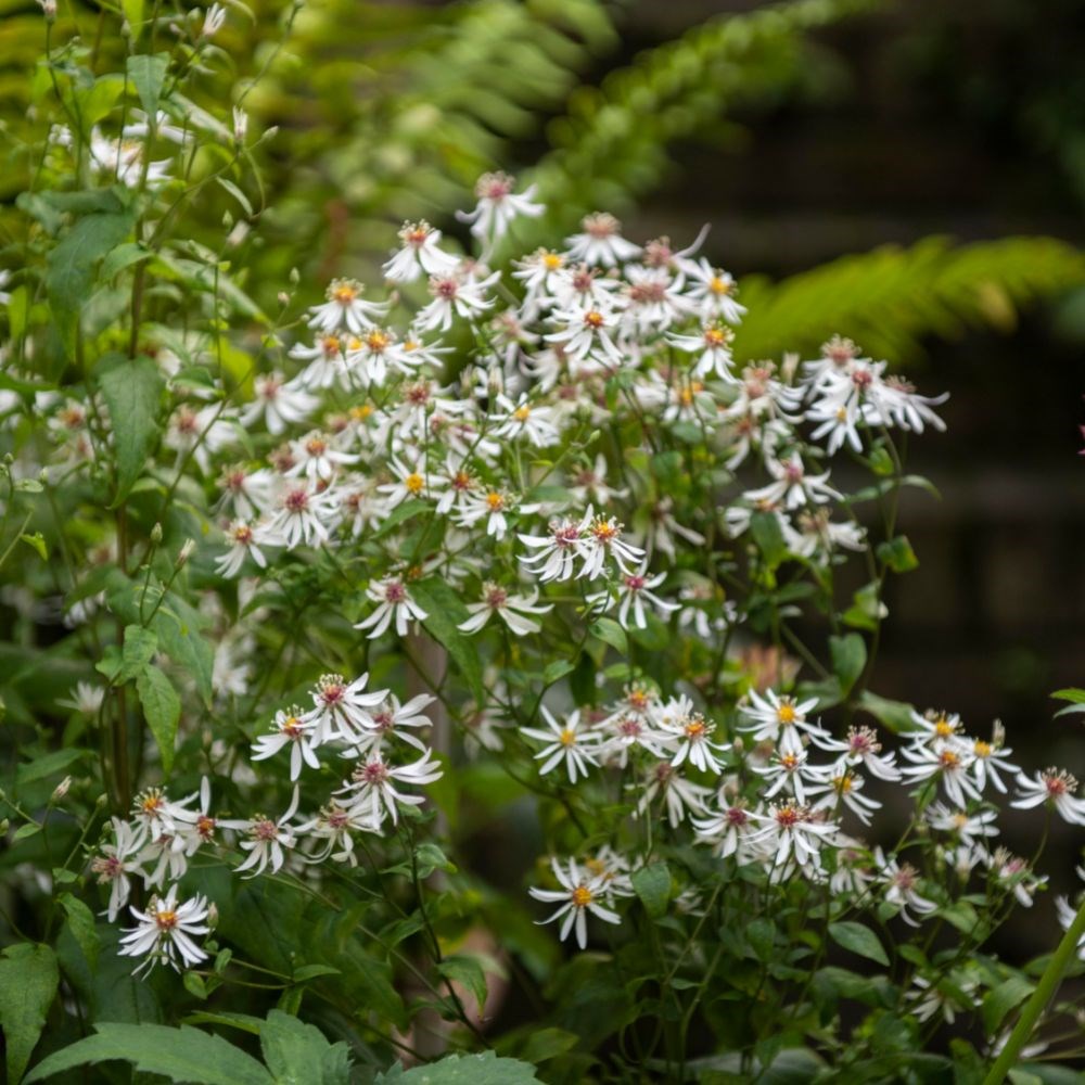 <i>Eurybia divaricata</i> 