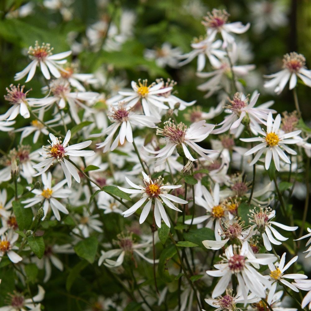 <i>Eurybia divaricata</i> 