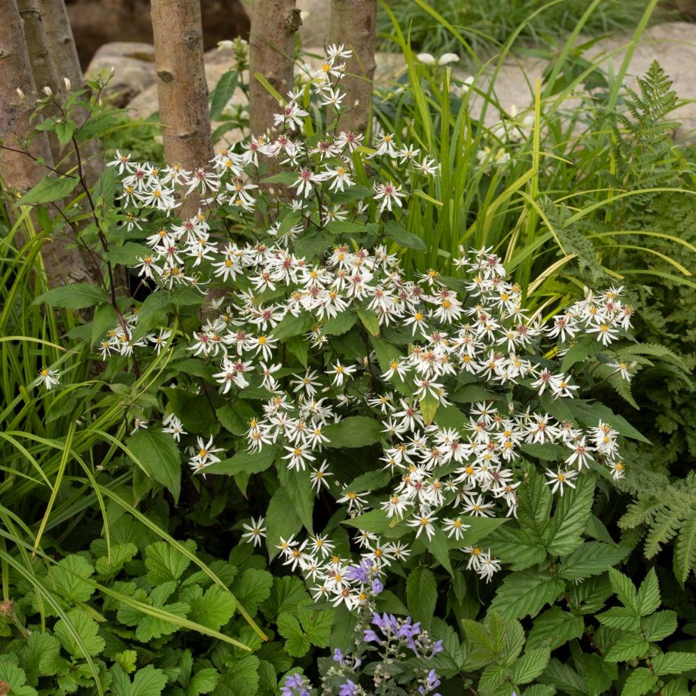 <i>Eurybia divaricata</i> 