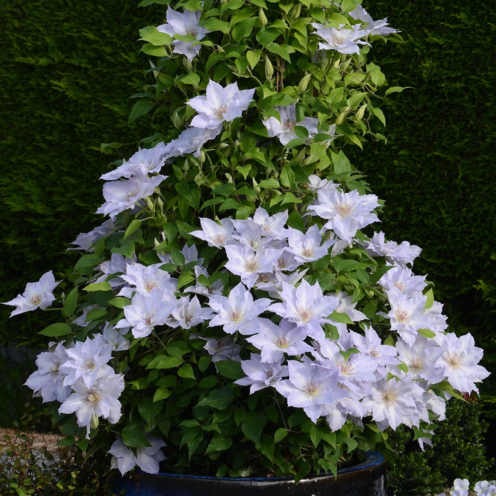 <i>Clematis</i> <b class=small-caps>Tranquilité</b> ('Evipo111') (PBR) (Boulevard Series)